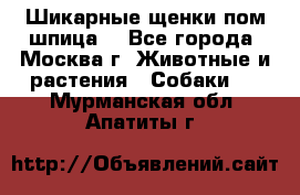 Шикарные щенки пом шпица  - Все города, Москва г. Животные и растения » Собаки   . Мурманская обл.,Апатиты г.